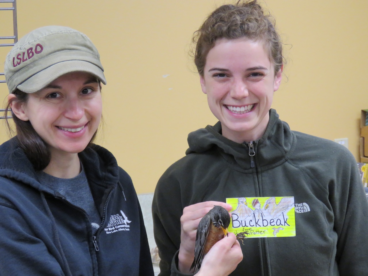 Buckbeak is a young male. His name was chosen by Mr. Krump’s 5th grade class. (Photo credit: Brian Weeks.)