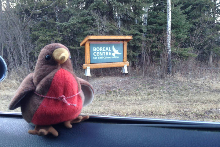 Chirpy arriving at the Boreal Center for Bird Conservation (BCBC).