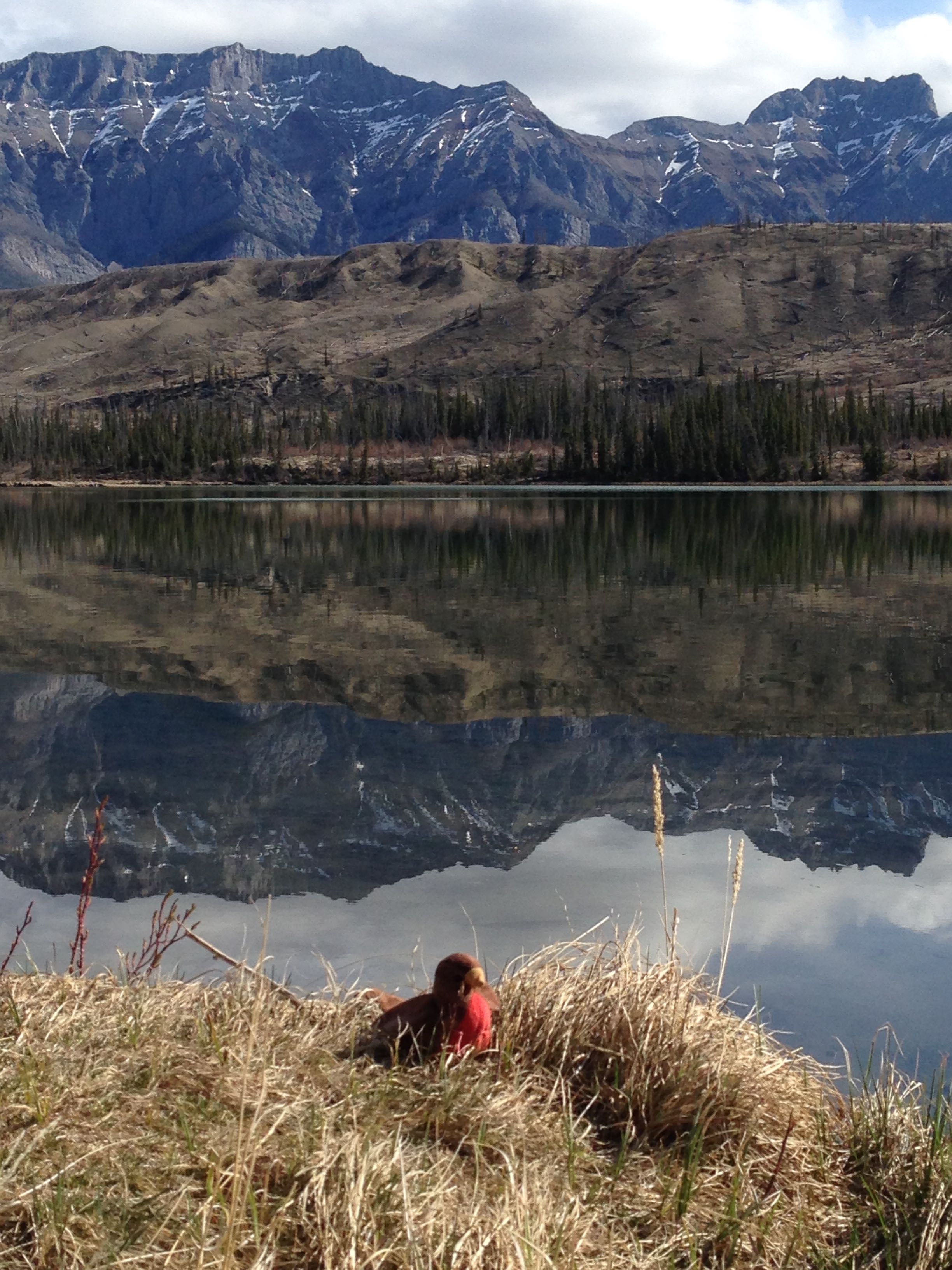 Chirpy taking a rest on the shores of a lake near Jaspter, AB. Photo credit: Natalie Boelman.