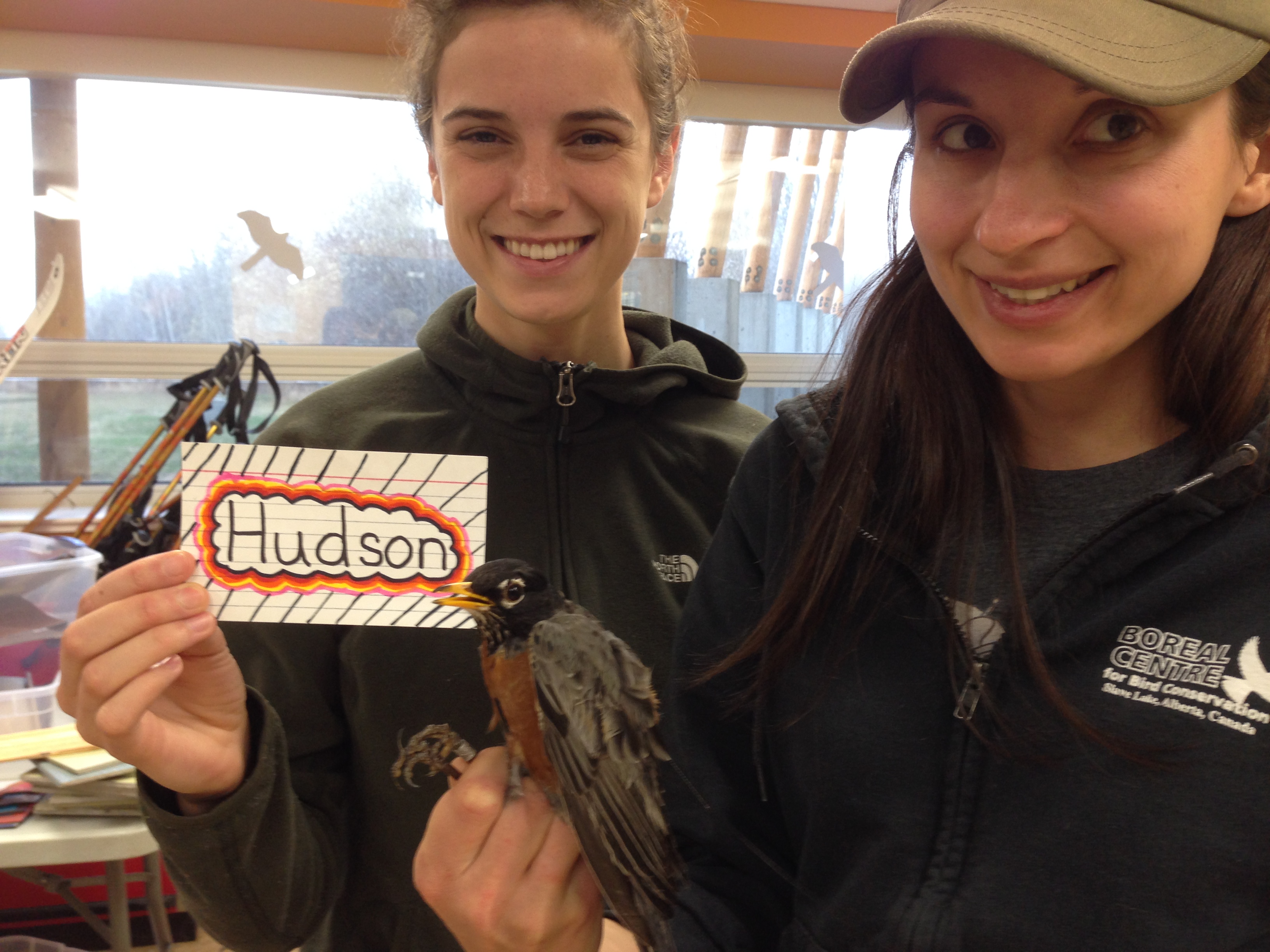 Hudson is an adult male. His name was chosen by Mr. Wasser’s 4th grade class. (Photo credit: Natalie Boelman)