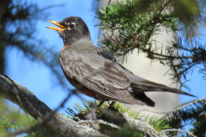 Trail Blazer perching on a branch, showing off his GPS unit and harness. Shortly after this photo was taken, he flew off, presumably continuing his migration northwards. Photo credit: Brian Weeks.