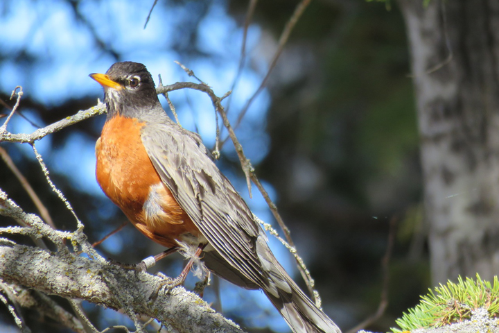 Another view of Trail Blazer. You can barely tell he is wearing his harness and mini-GPS unit. The little white band on his right ankle has a number on it that will help bird biologists recognize him in the future. Photo credit: Brian Weeks.