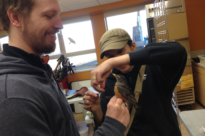 Nicole and Brian are suiting up Trail Blazer with a mini-GPS unit and harness. Photo credit: Natalie Boelman.