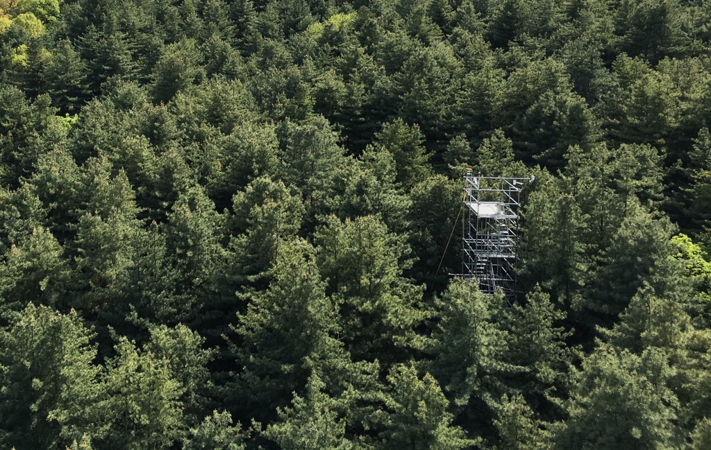 Forest from above