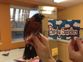 Birdy Sanders is an adult male. His name was chosen by Mr. Tan’s 5th grade class. (photo credit: Ruthie Oliver)