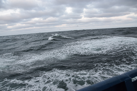 Picture of a ciliate taken by the IFCB