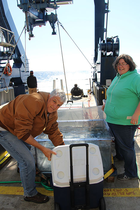 Drs. Craig Carlson (left) and Elizabeth Harvey (right) loading samples into the incubators. Photo: Susanne Menden-Deuer