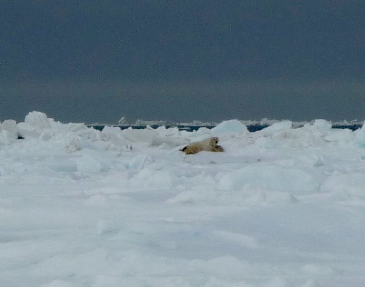 A polar bear in the distance.