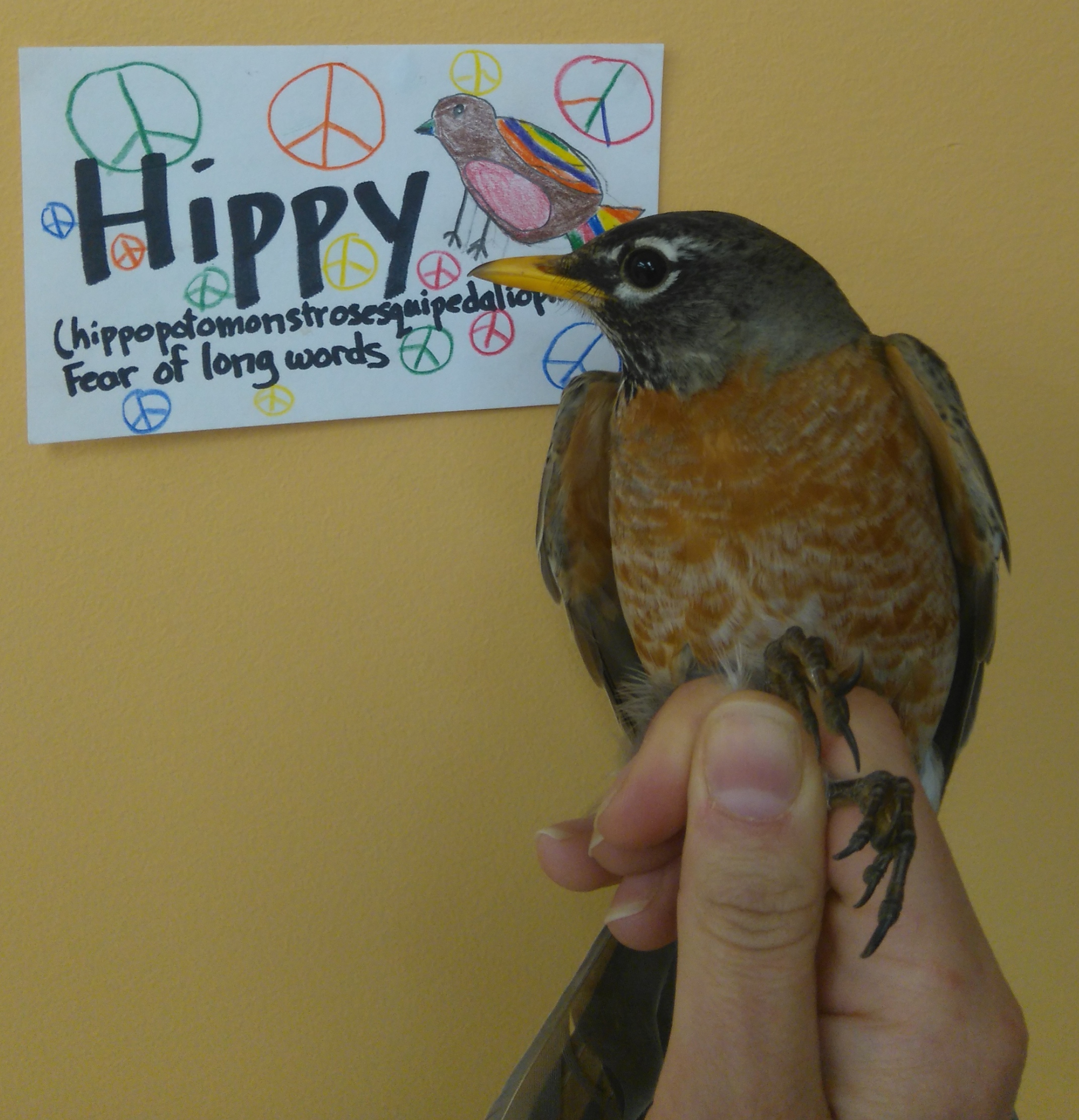 Hippy is an adult female. Her name was chosen by Ms. O’brien’s 5th grade class. (Photo credit: Nicole Krikun)