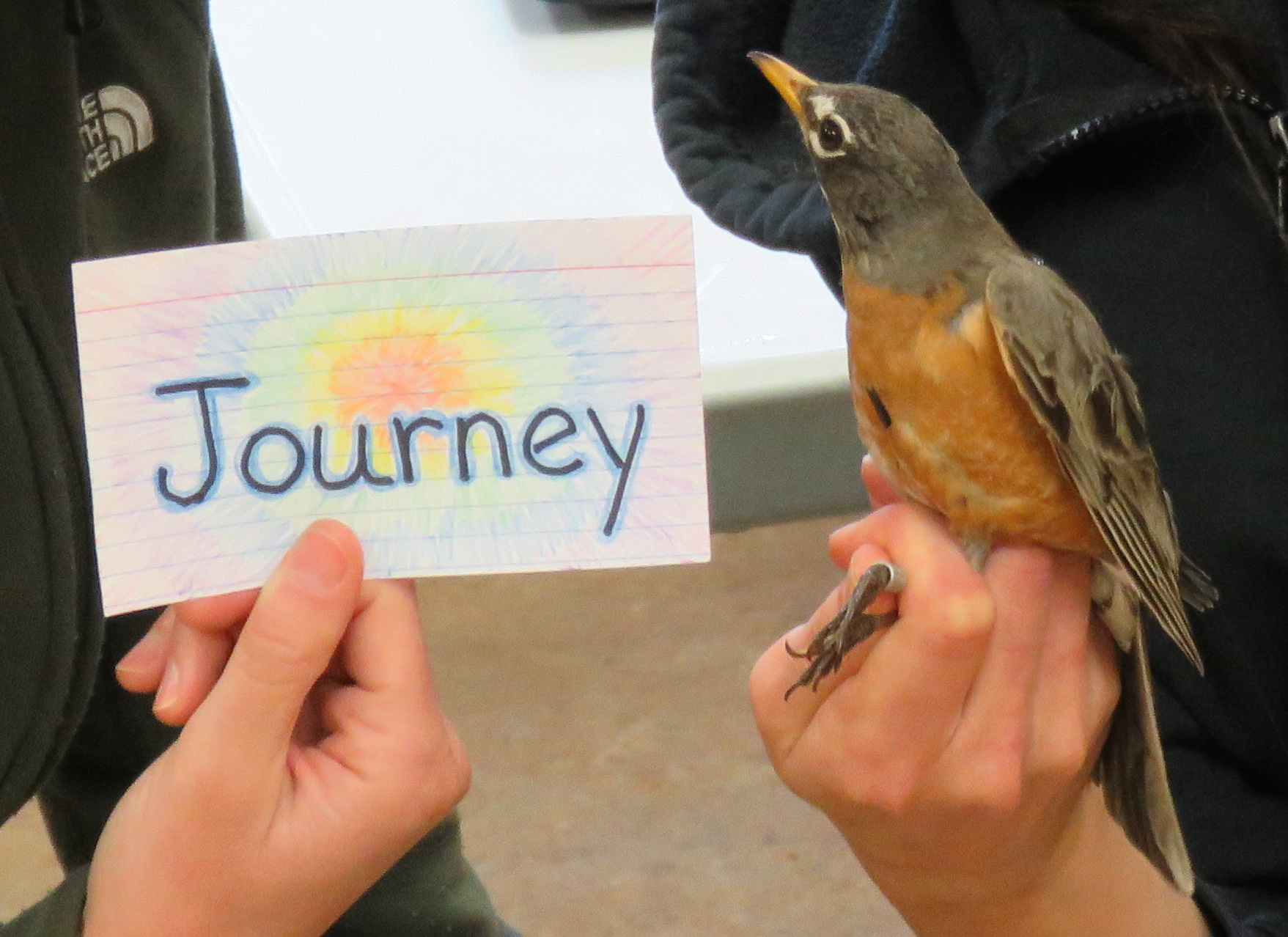 Journey is an adult female. Her name was chosen by Mrs. Sutton’s 4th grade class. (Photo credit: Brian Weeks)