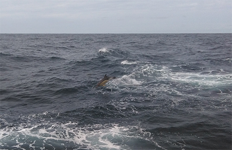 North Atlantic common dolphin. Photo: Luis Avellaneda