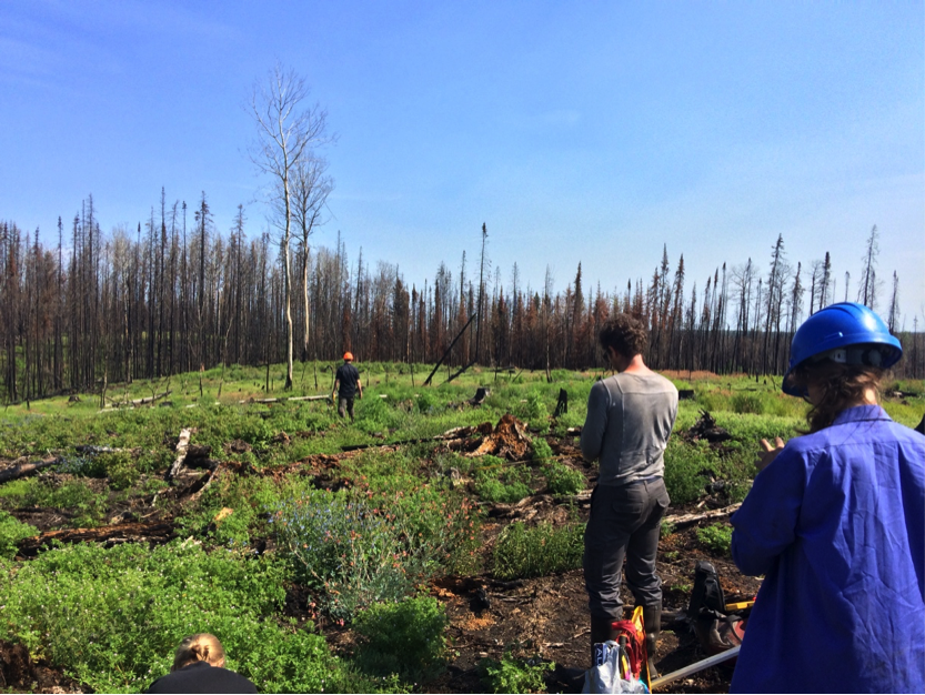Sampling a young harvested site that burned last year. It was harvested only a year or two before it burned. (Credit: Solvik)