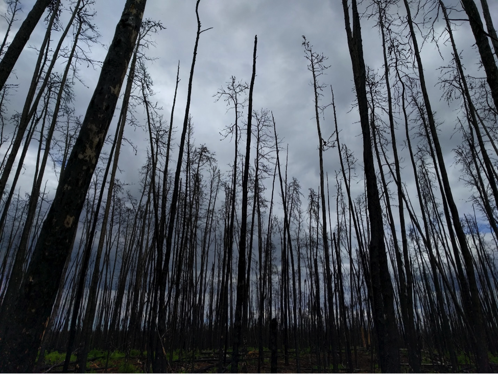 A recently burned forest in Saskatchewan, Canada. (Credit: Sander Veraverbeke)
