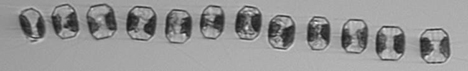 A chain of marine diatoms imaged by the onboard Imaging Flow Cytobot (IFCB). 