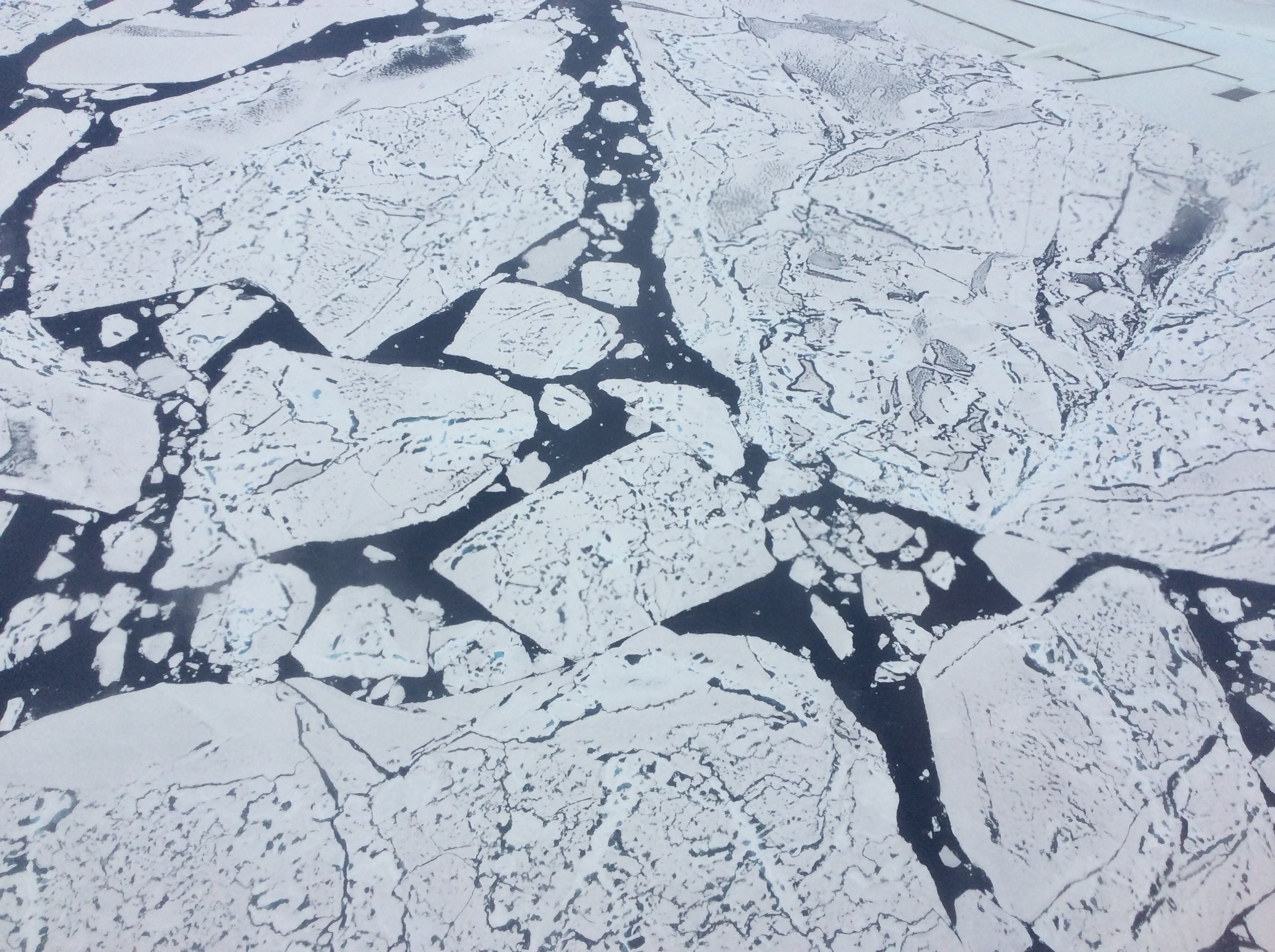 ) Close-up view of ice floes at 79o N. The dark features on the ice are melt ponds, and the dark areas of between the floes are open water of the Arctic Ocean. The floes are very flat, signifying "first year ice". Credit: Steve Wofsy
