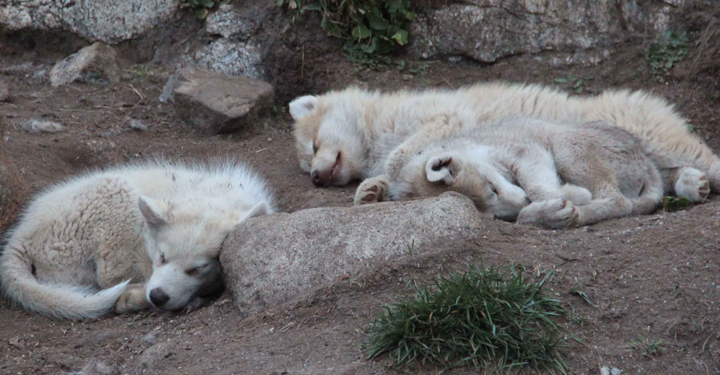 Peaceful and sleepy husky puppies in the evening.