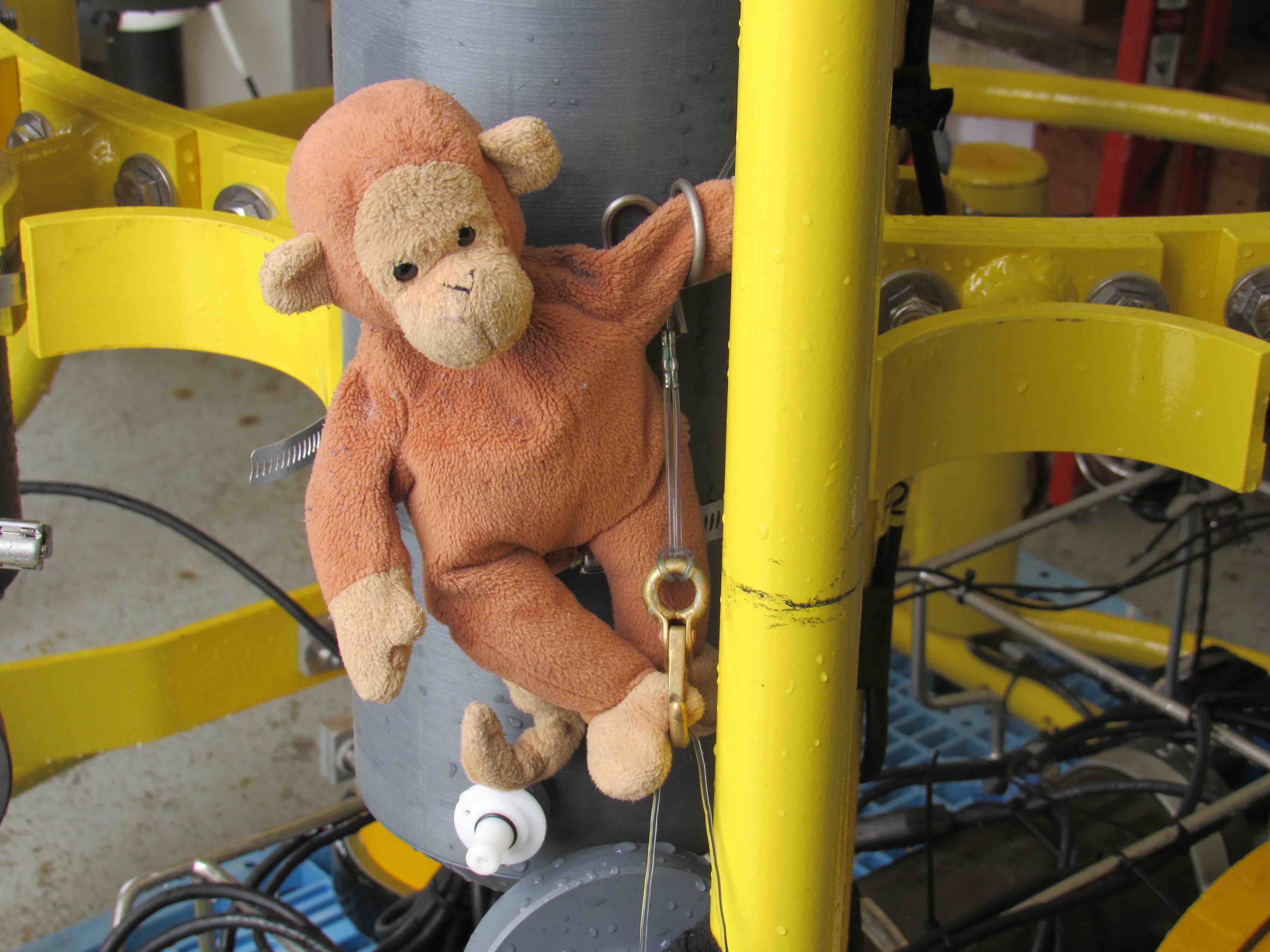 Monkey climbing over the water sample bottles on the CTD.