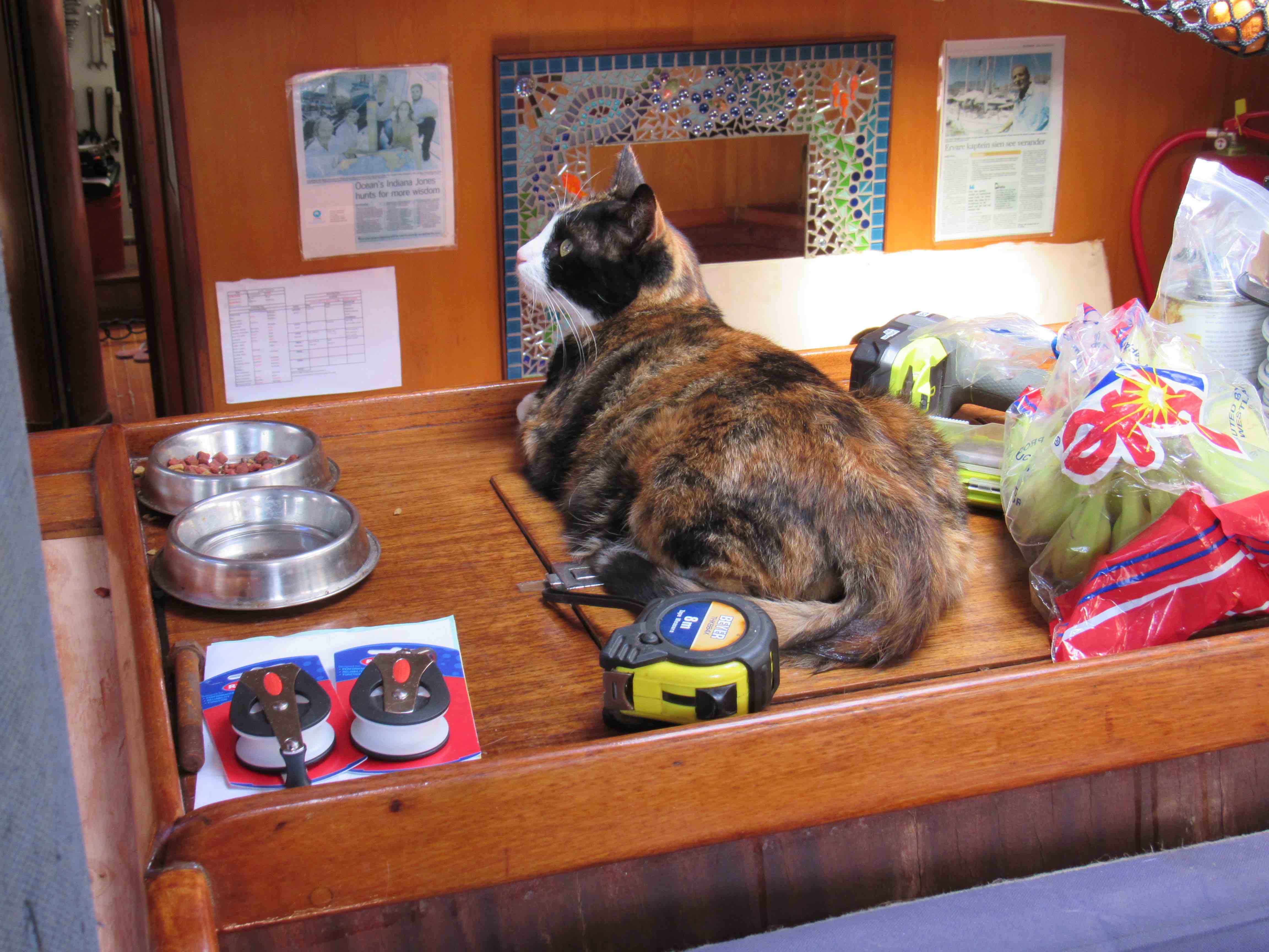 Argo the cat, relaxing in the Lady Amber.