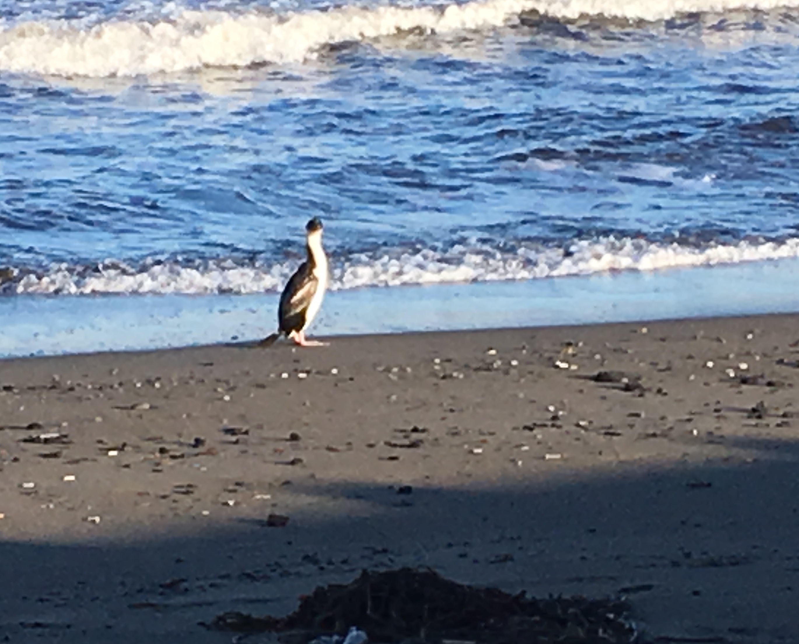 A cormorant on the beach in Punta Arenas, Chile. Hopefully next time I’ll see a penguin! Photo by Róisín Commane
