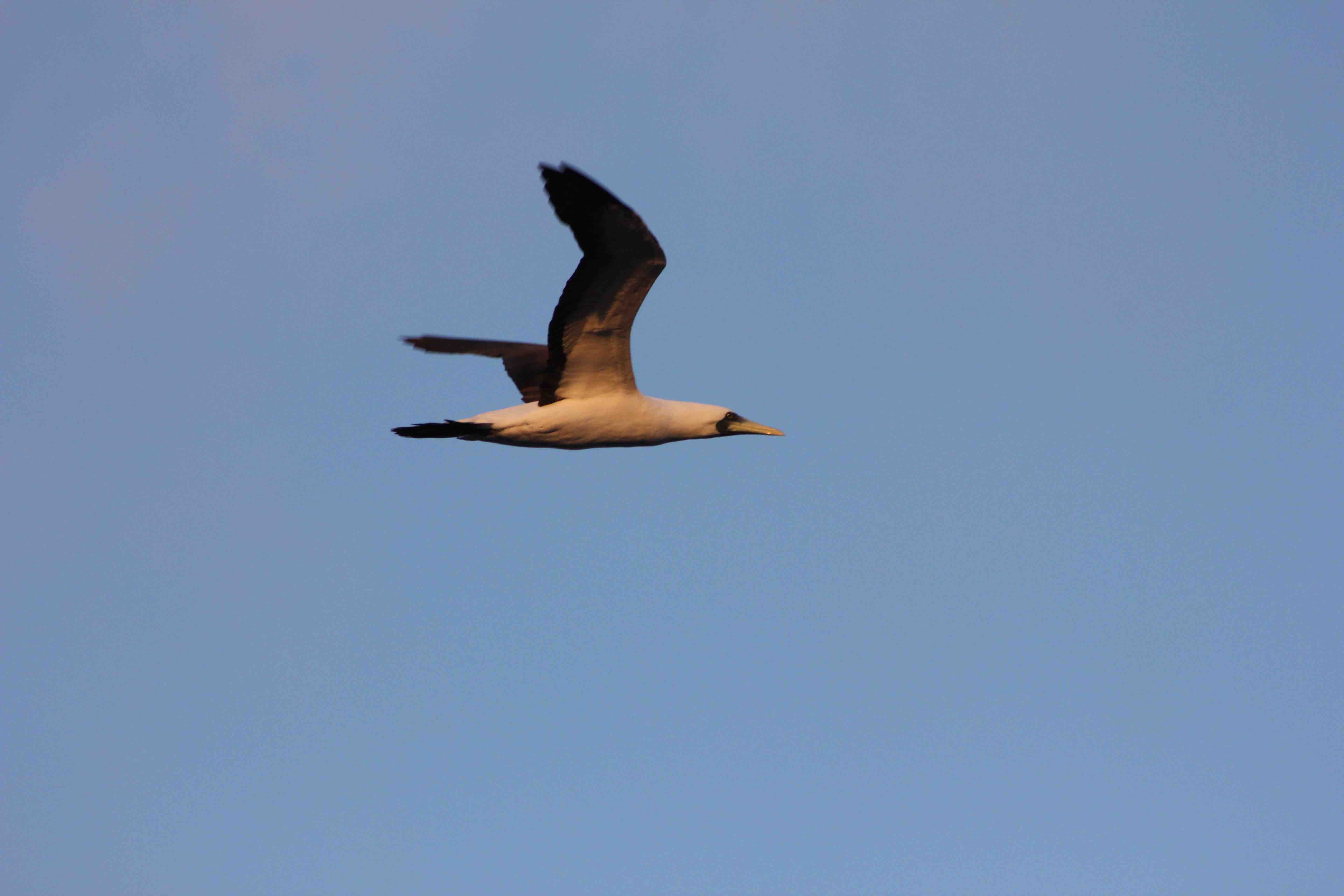 Masked booby.