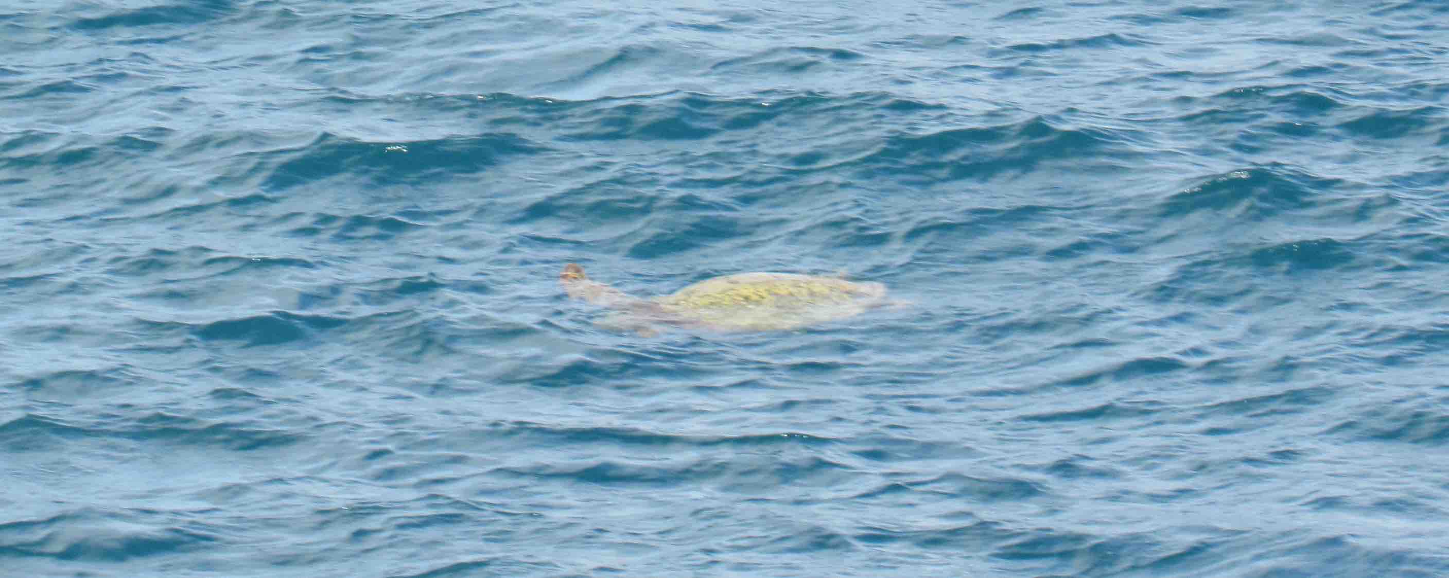 A sea turtle near Honolulu.