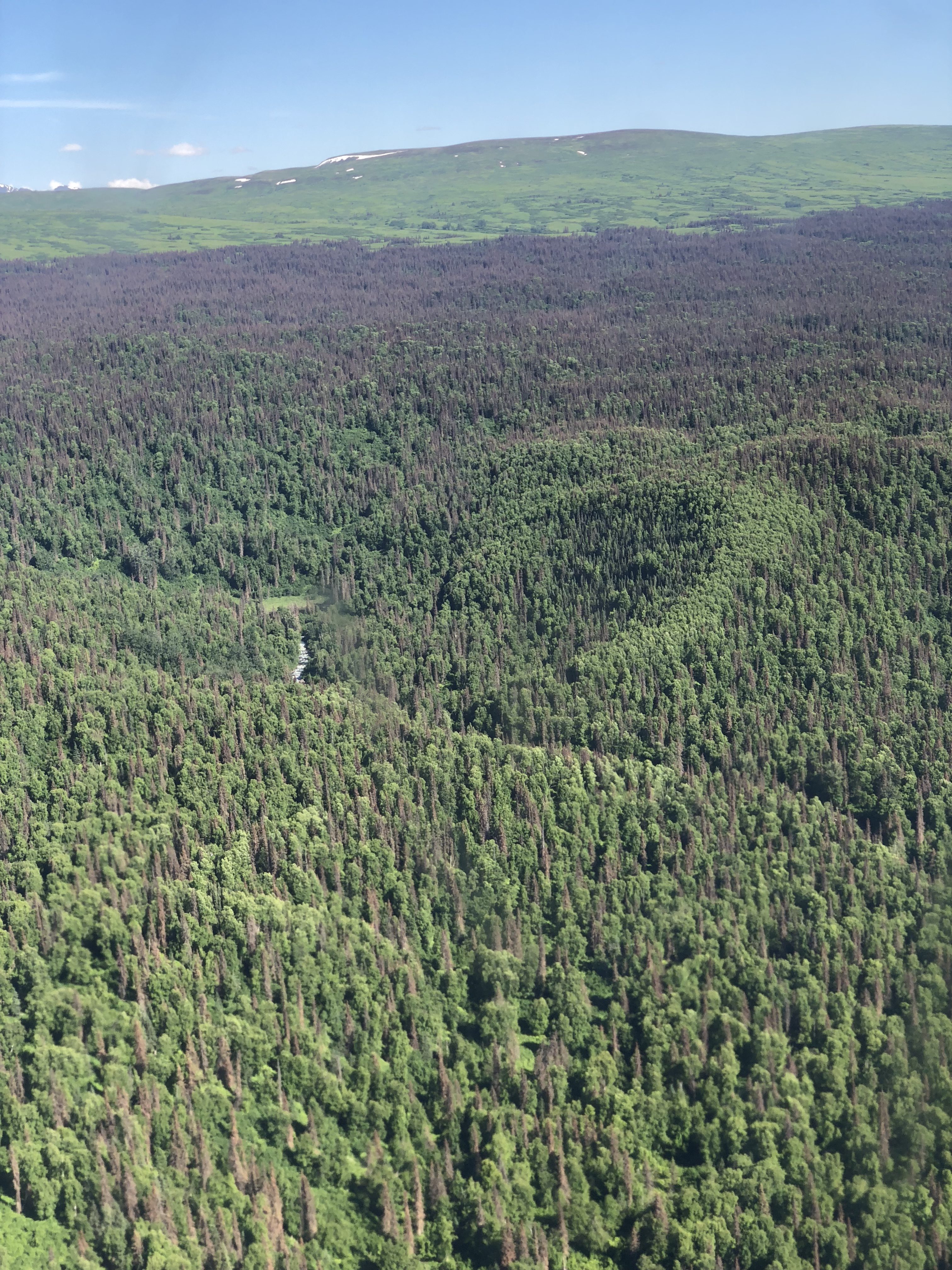 Infested spruce trees