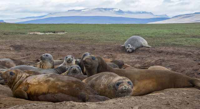 female seals basking