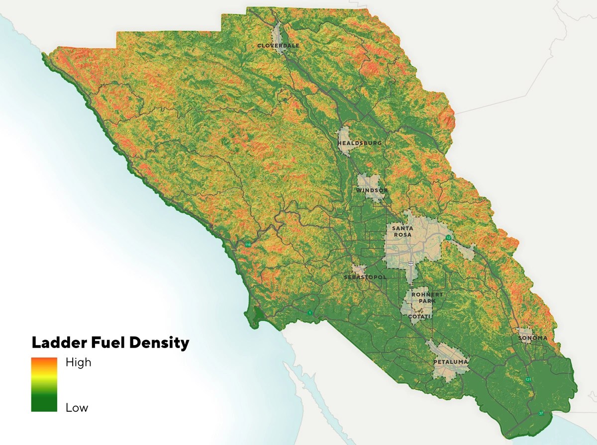 Map showing the density of ladder fuels – from 7 to 12 feet or 1 to 4 meters tall – with high density in red, moderate in yellow, and low in green. These fuels carry fires from ground level upward into trees' leafy crowns, killing the trees.