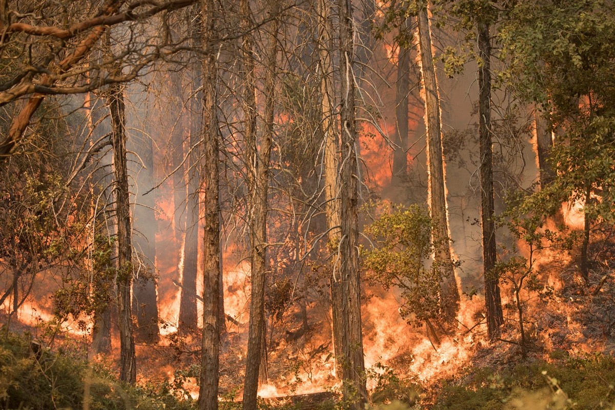 Image of a wildfire
