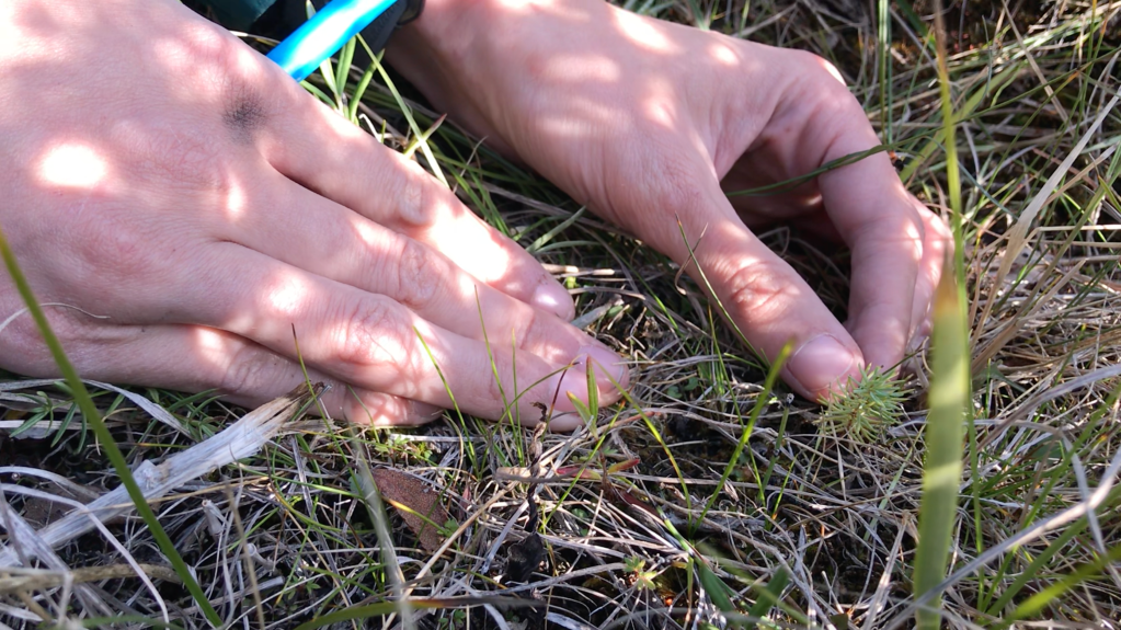 
			Grass, Shrub, Grass… Tree! Measuring Regrowth in a Burned Forest - NASA Science			
