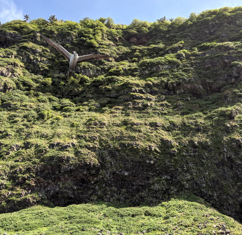 Sooty tern soaring in front of Hunga Tonga; Hunga. Credit: NASA