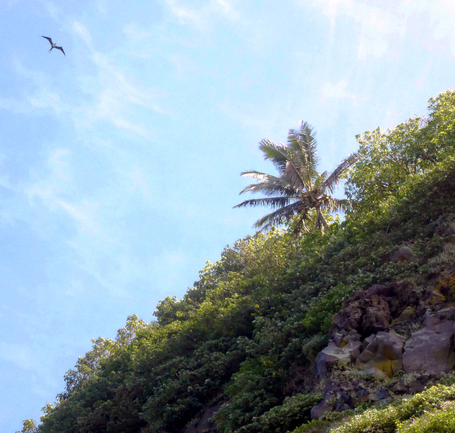 Frigatebird soaring over Hunga Tonga. Credit: NASA