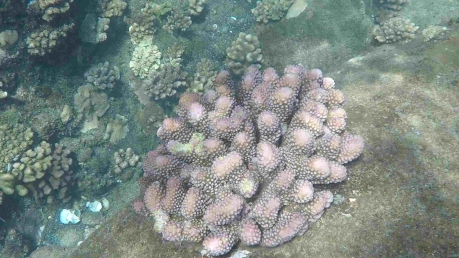 A bright patch of juvenile coral perches on a rock in the waters off Hunga Tonga. Credit: SEA