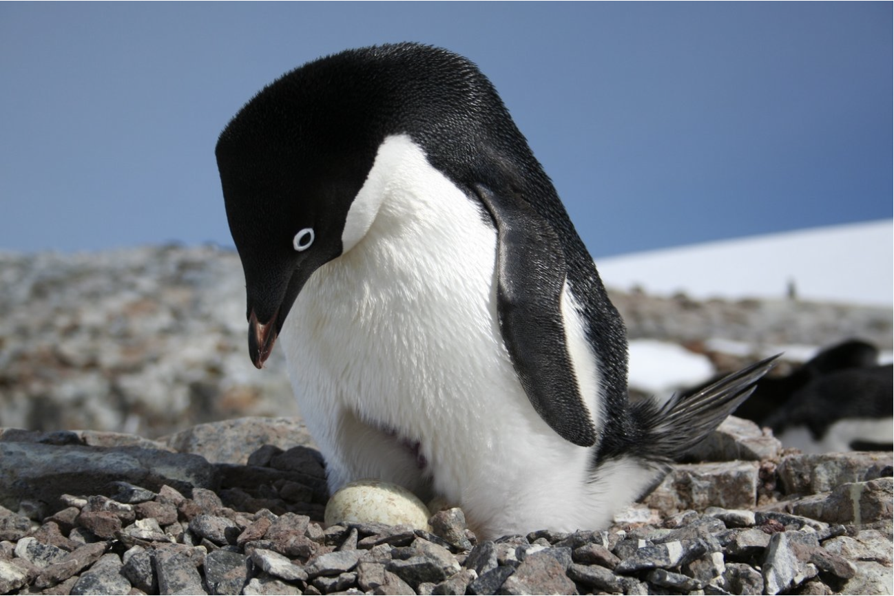 An adelie penguin looking down the egg it's protecting