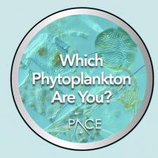 Which Phytoplankton are you?