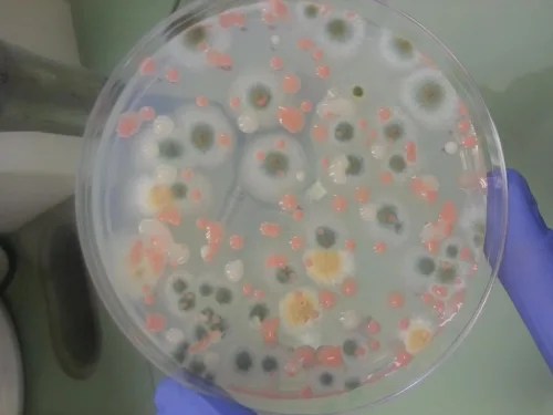 A closeup of a petri dish with green and salmon-colored fungi.