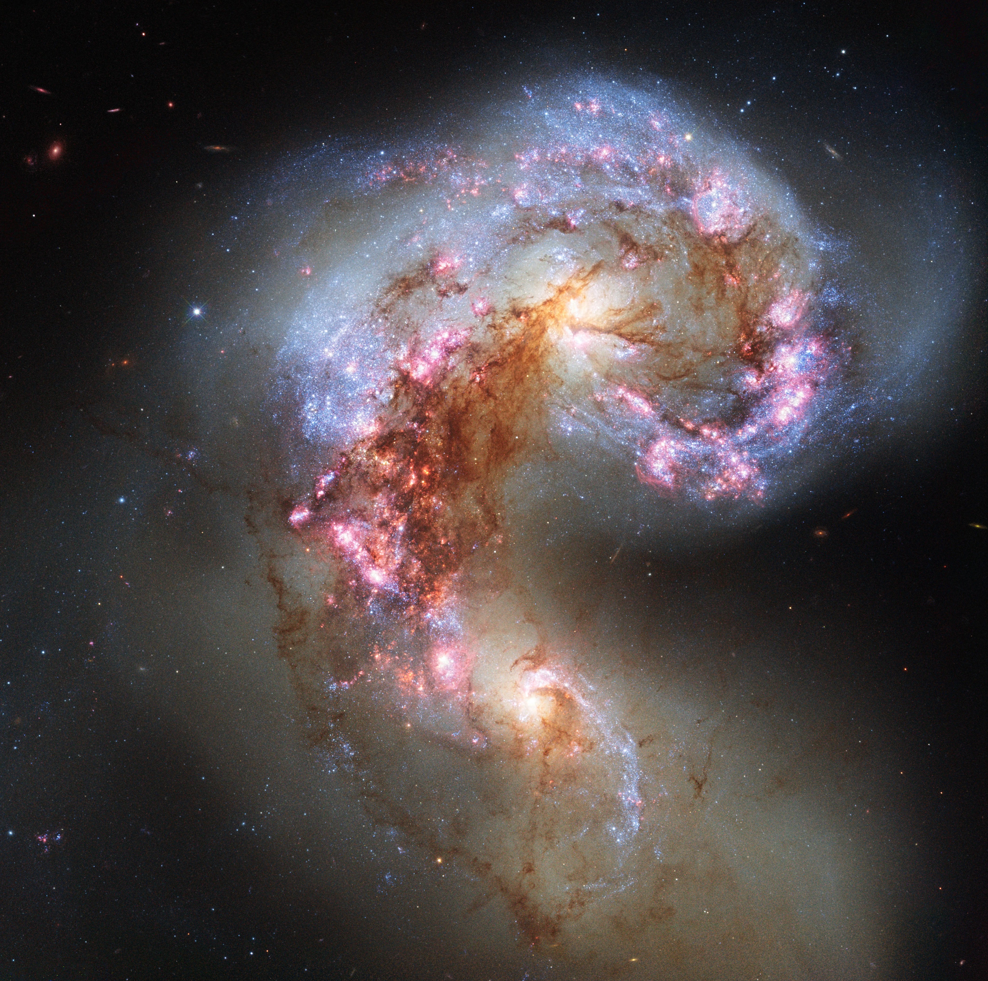 Comma shaped curved cloud of gases in bright white edged with bright-pink star forming regions, and threaded with rusty-brown tendrils of dust at center and throughout the comma shaped merger. All set against the black of deep space.
