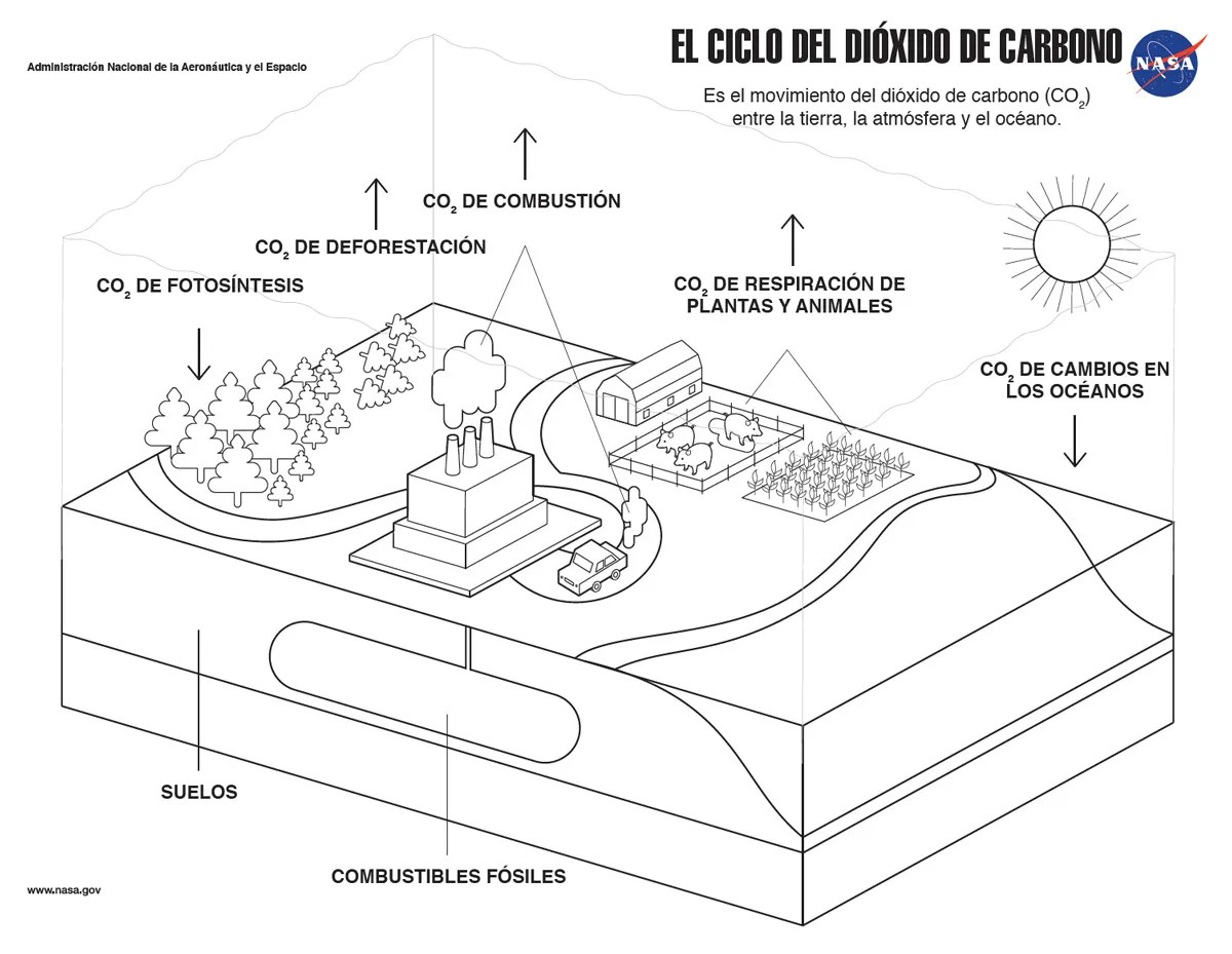 Carbon Cycle coloring page in Spanish