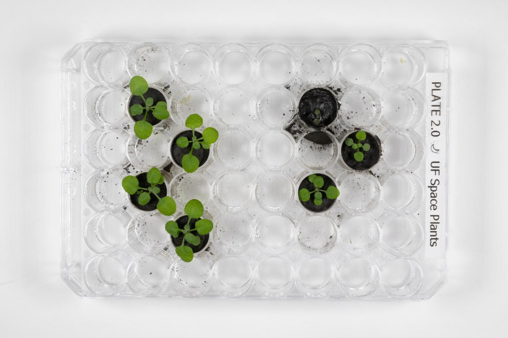 An overhead view of 7 soil samples in separate tubes. On the left are four healthy-looking plants grown in volcanic ash lunar simulant and on the right are three slightly less healthy plants growing in lunar regolith collected from Apollo missions.