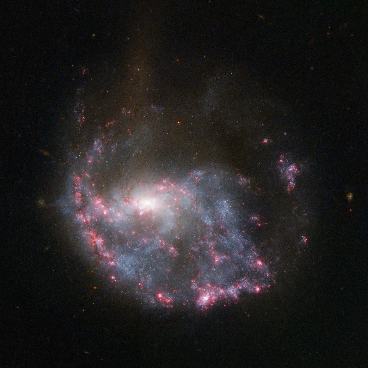 Bright pink nebulae almost completely encircle a spiral galaxy in this NASA ESA Hubble Space Telescope image of NGC 922.