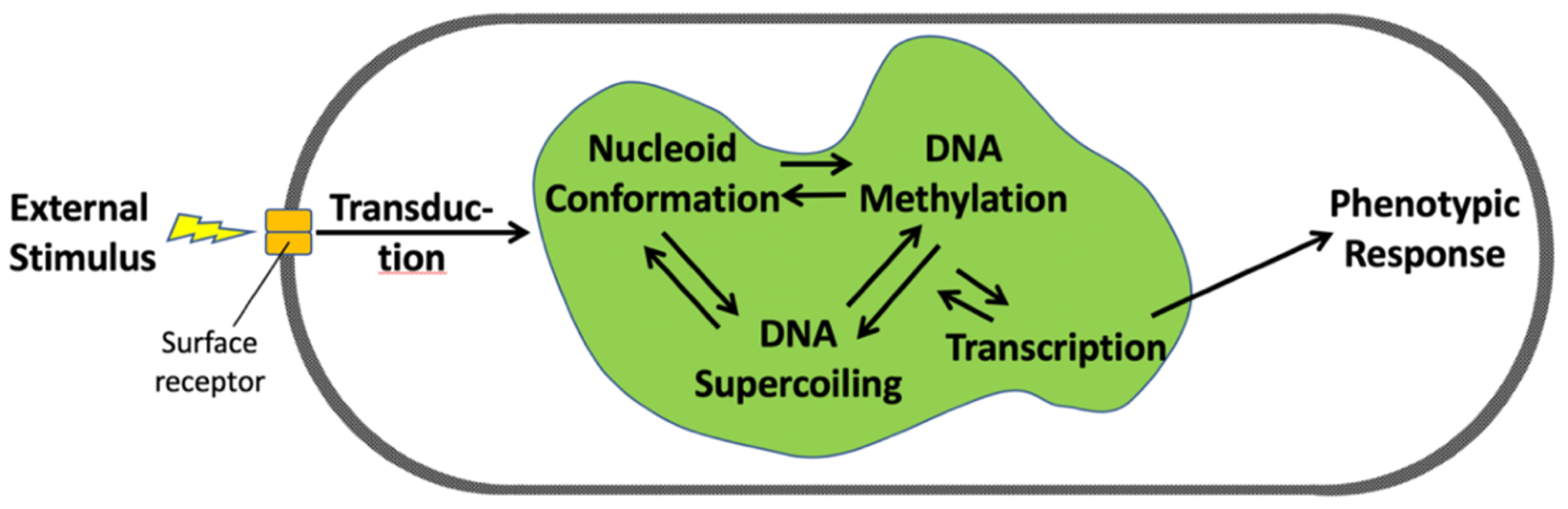 A pill-shaped oval outline with a lime green misshapen blob inside.