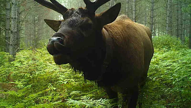 Photo of a large bull elk with horns walking up to a trail camera in the woods