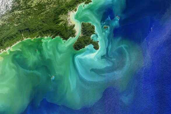 Satellite image of algae blooms in the ocean