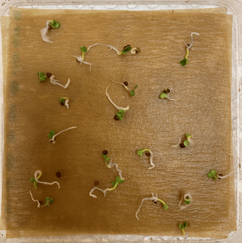 A cluster of plants in the early stages of germination.