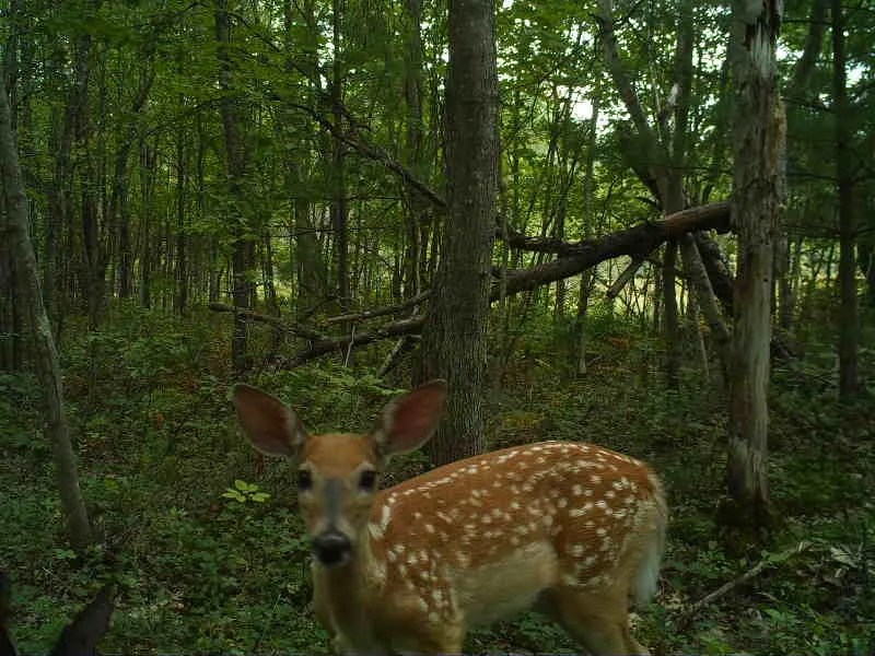 Photo of spotted fawn in the woods