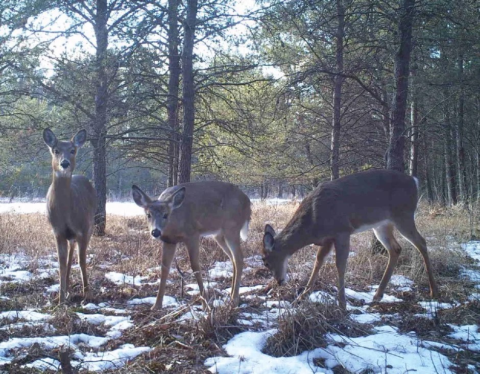 Three deer standing a lightly snowy field.