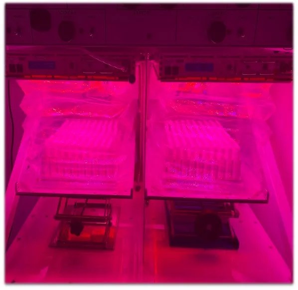 Photo of seedlings inside growing unit with pink lights