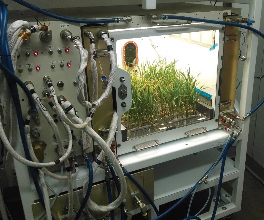 Laboratory chamber with green plants growing.