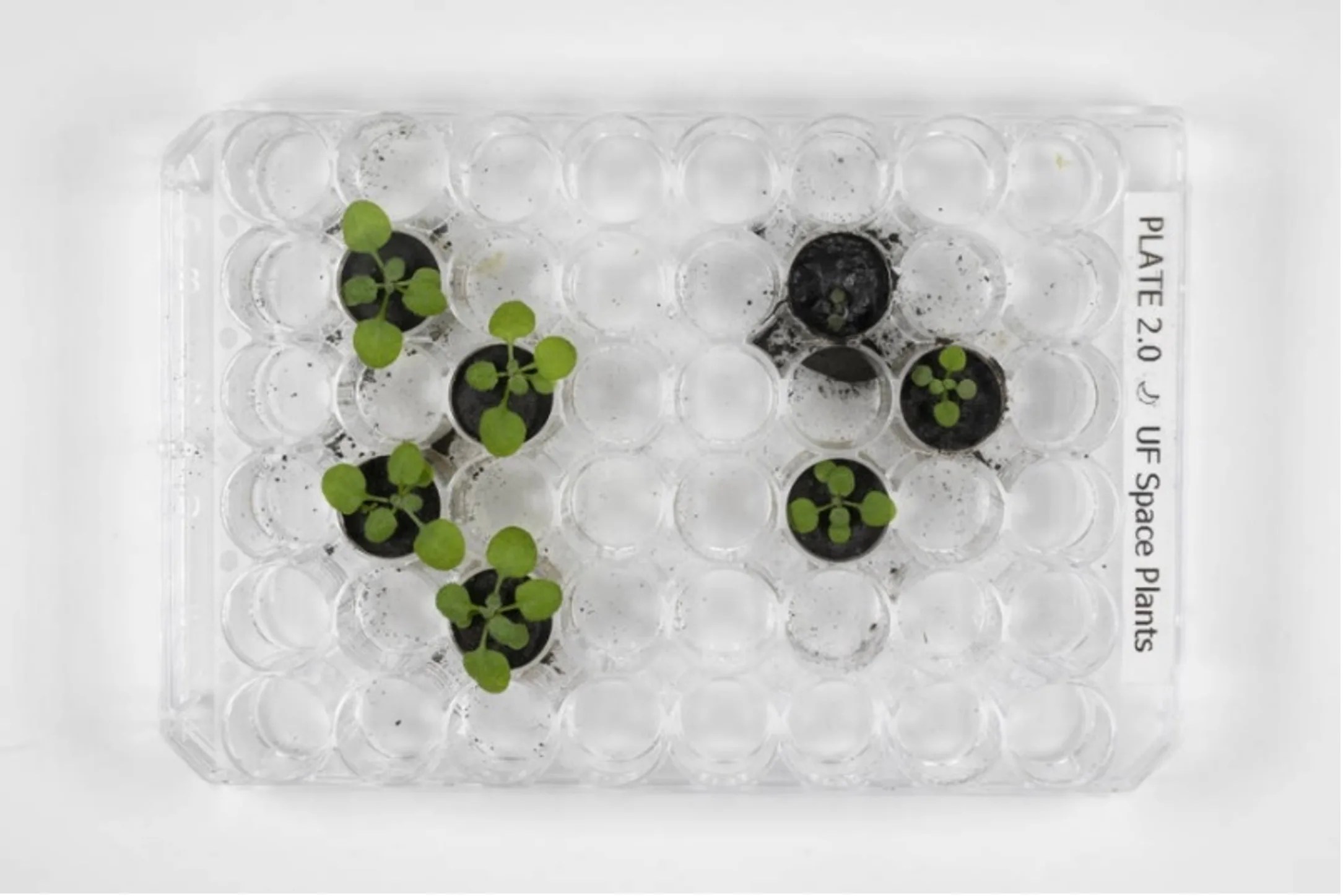 A clear plate has small circular spaces arranged in the shape of an eight by six grid. On the left side, four of the spaces contain tiny samples of volcanic ash simulant, each sprouting a set of green leaves. On the right side, three tiny samples of lunar soil sprout smaller green leaves