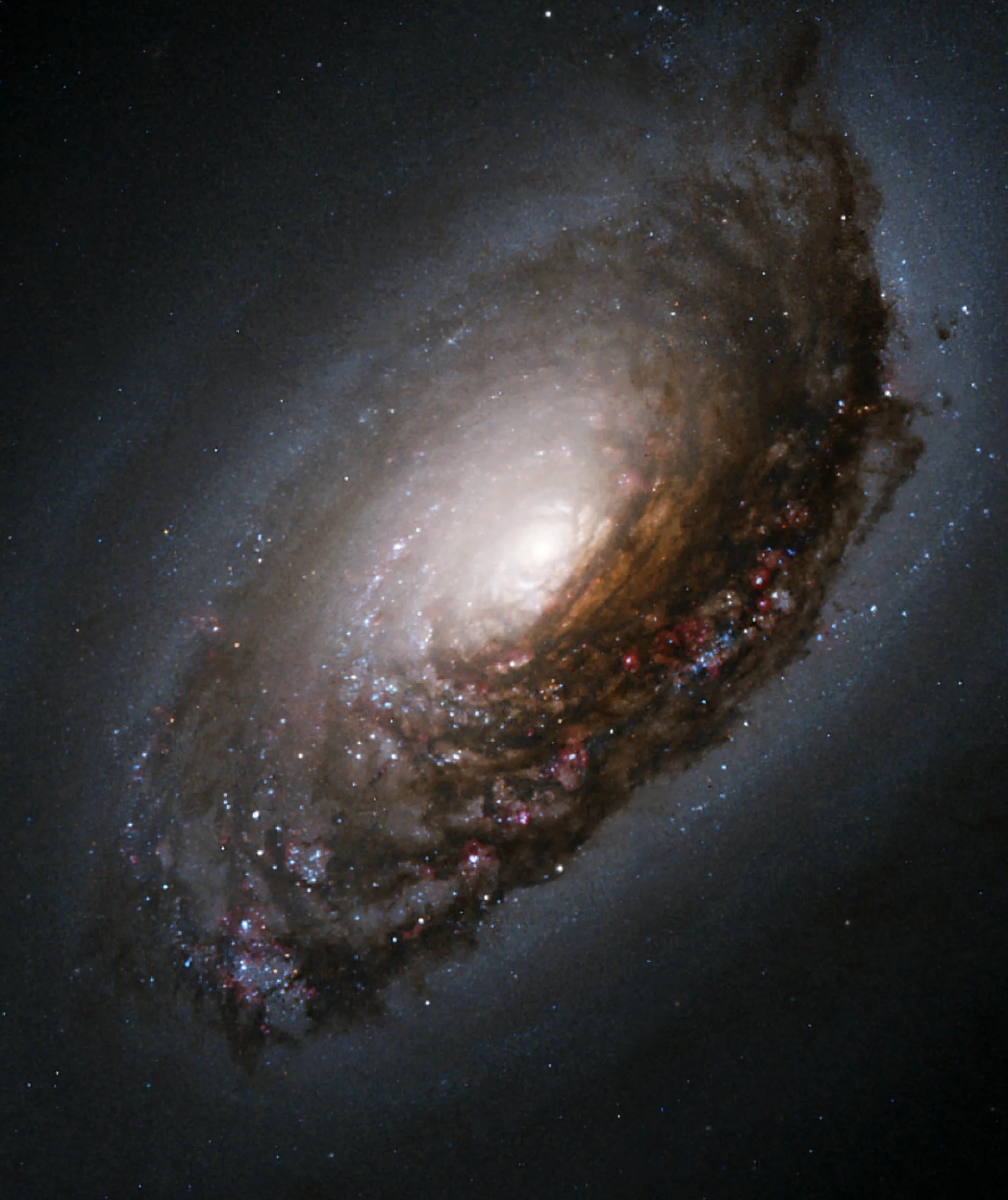 A spiral galaxy fills the image. Dark spiral arms dotted with brown dust and pinkish bursts of stars surround a bright core.